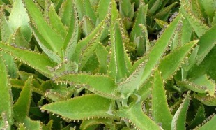 Kalanchoe tincture for the treatment of varicose veins
