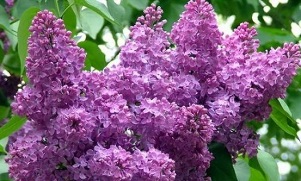 use of lilacs to treat varicose veins
