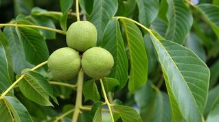 green walnut for varicose veins